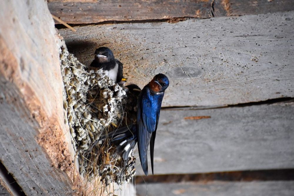Pajak Sarang Burung Walet Pekanbaru Tumbuh Pesat, Capai 52%