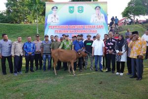 Alhamdulillah, Kelompok Peternak Siak Terima Bantuan 168 Ekor Sapi Dari Gubri