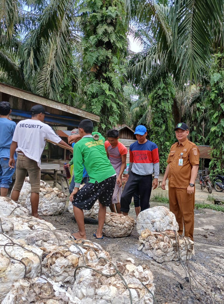 Dampak UPPB, Harga Karet Di Bengkalis Naik Signifikan