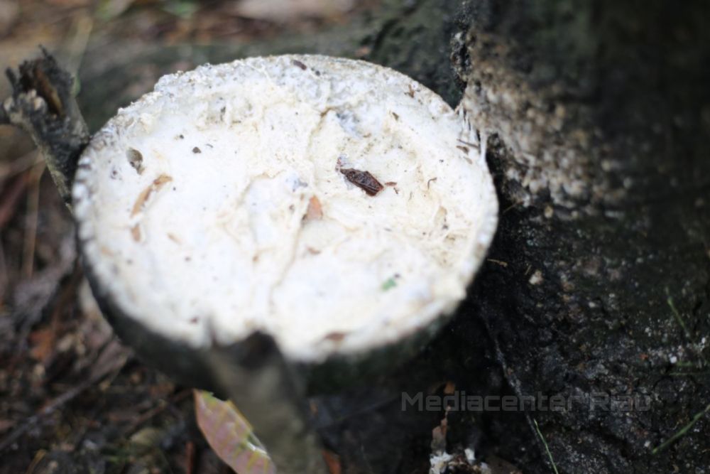 Minggu Ketiga Maret 2023, Harga Bokar Secara Umum Turun