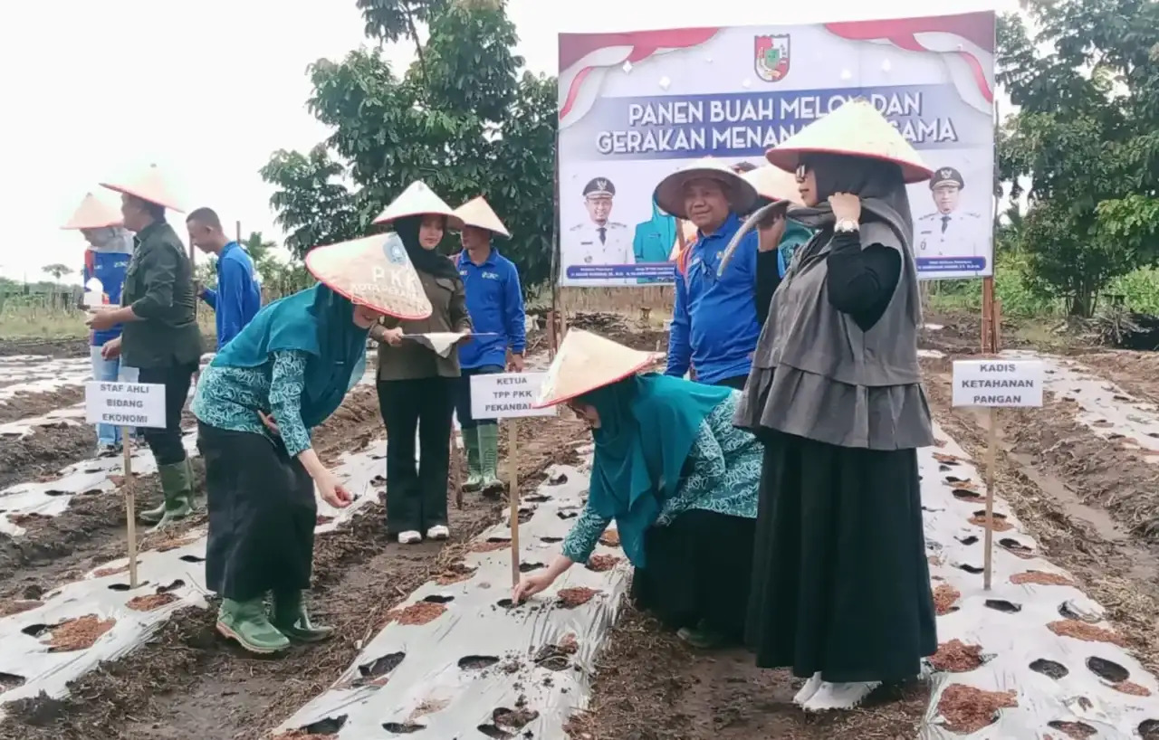 Panen Melon Bersama Petani, Ketua TP PKK Pekabaru Ajak Masyarakat Manfaatkan Lahan Kosong