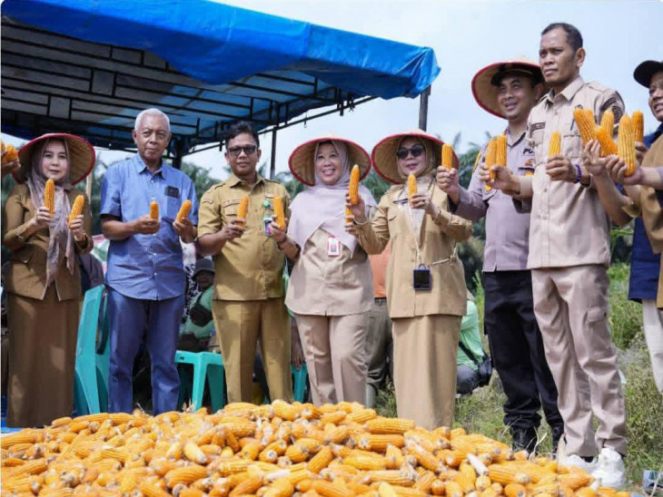 Wakil Bupati Kampar Lakukan Panen Bersama Jagung Pipil Program Ketahanan Pangan