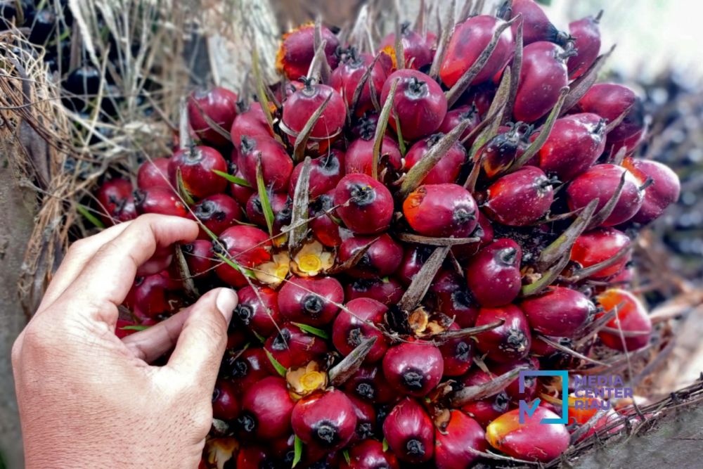 Kelapa Sawit Mitra Plasma di Riau Dihargai Rp3.093 per Kg