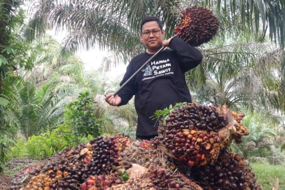 Harga TBS Sawit Riau Minggu Ini: Umur 9 Tahun Alami Penurunan Terbesar!